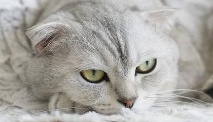 羽毛球世锦赛女单决赛，陈雨菲获得亚军